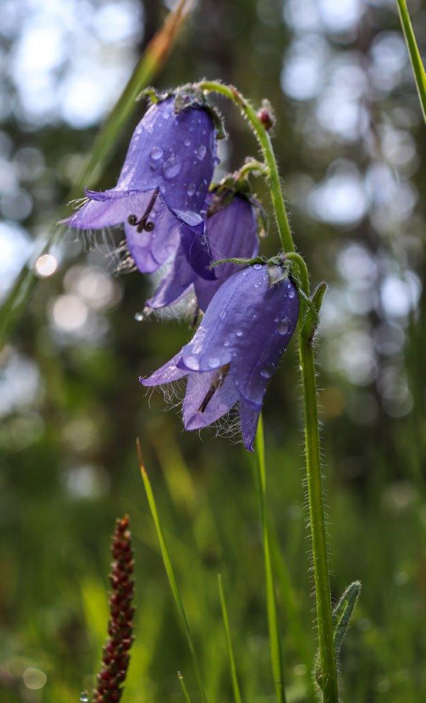 fiori ruggiada