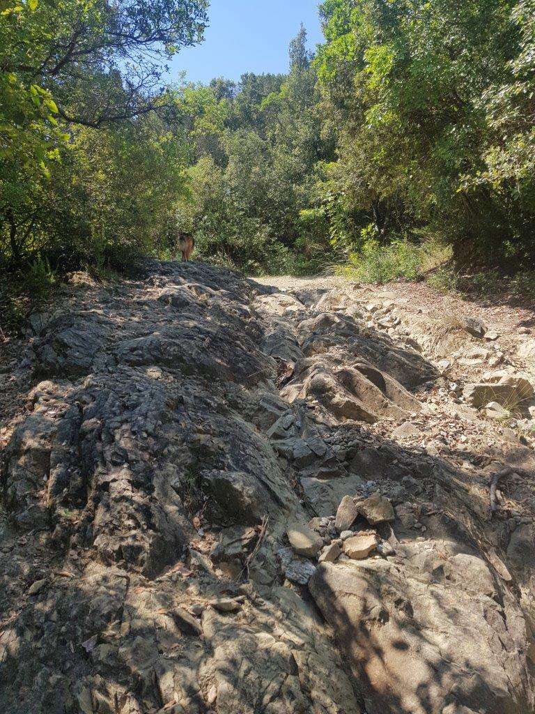 salita nel bosco roccia