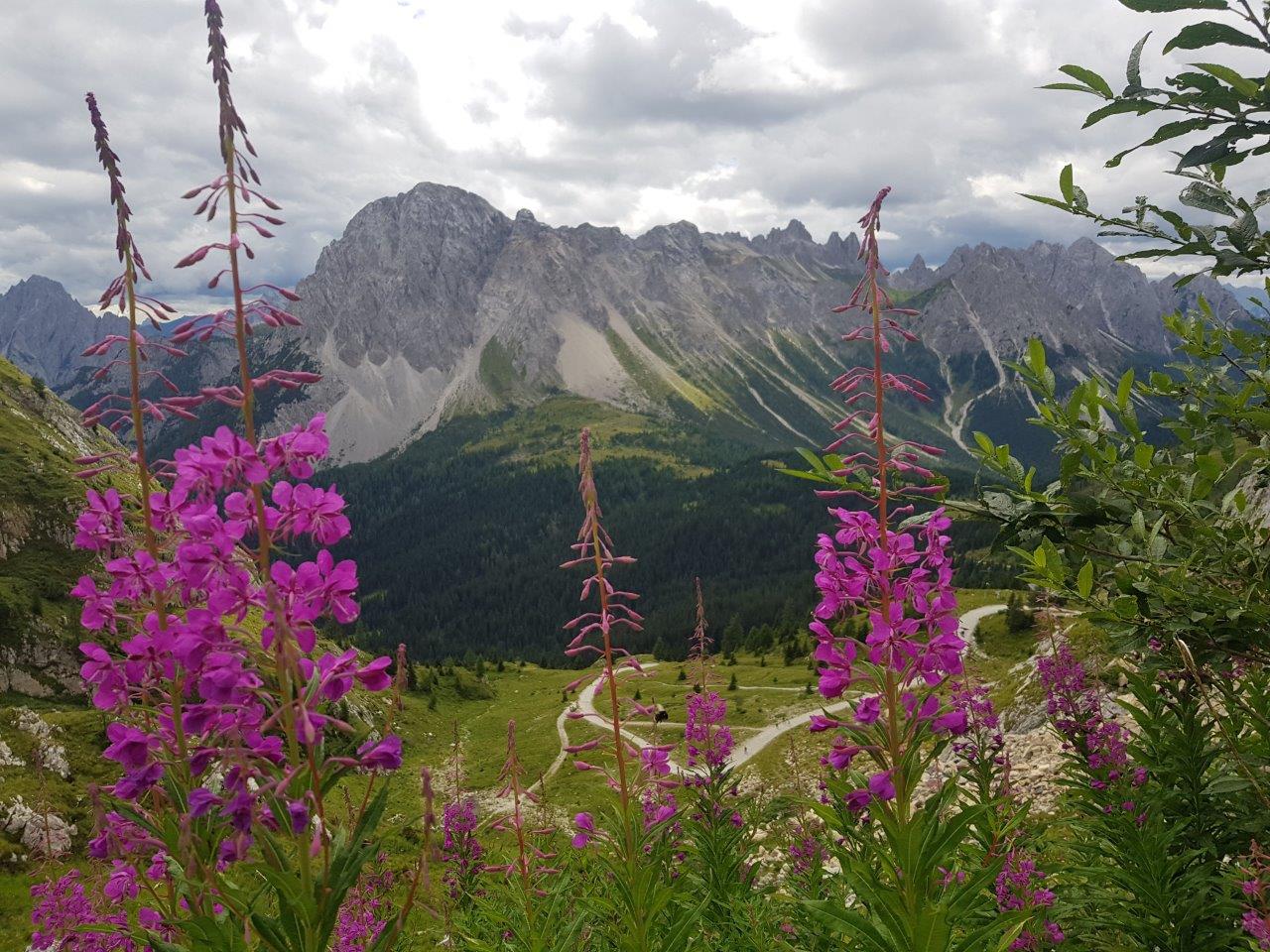 Fiori e montagne