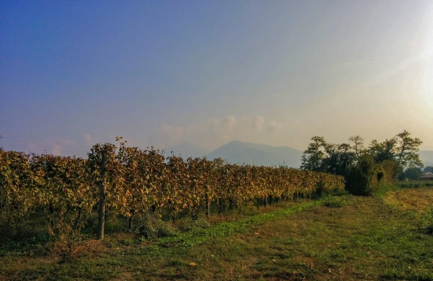 Vigne in Franciacorta