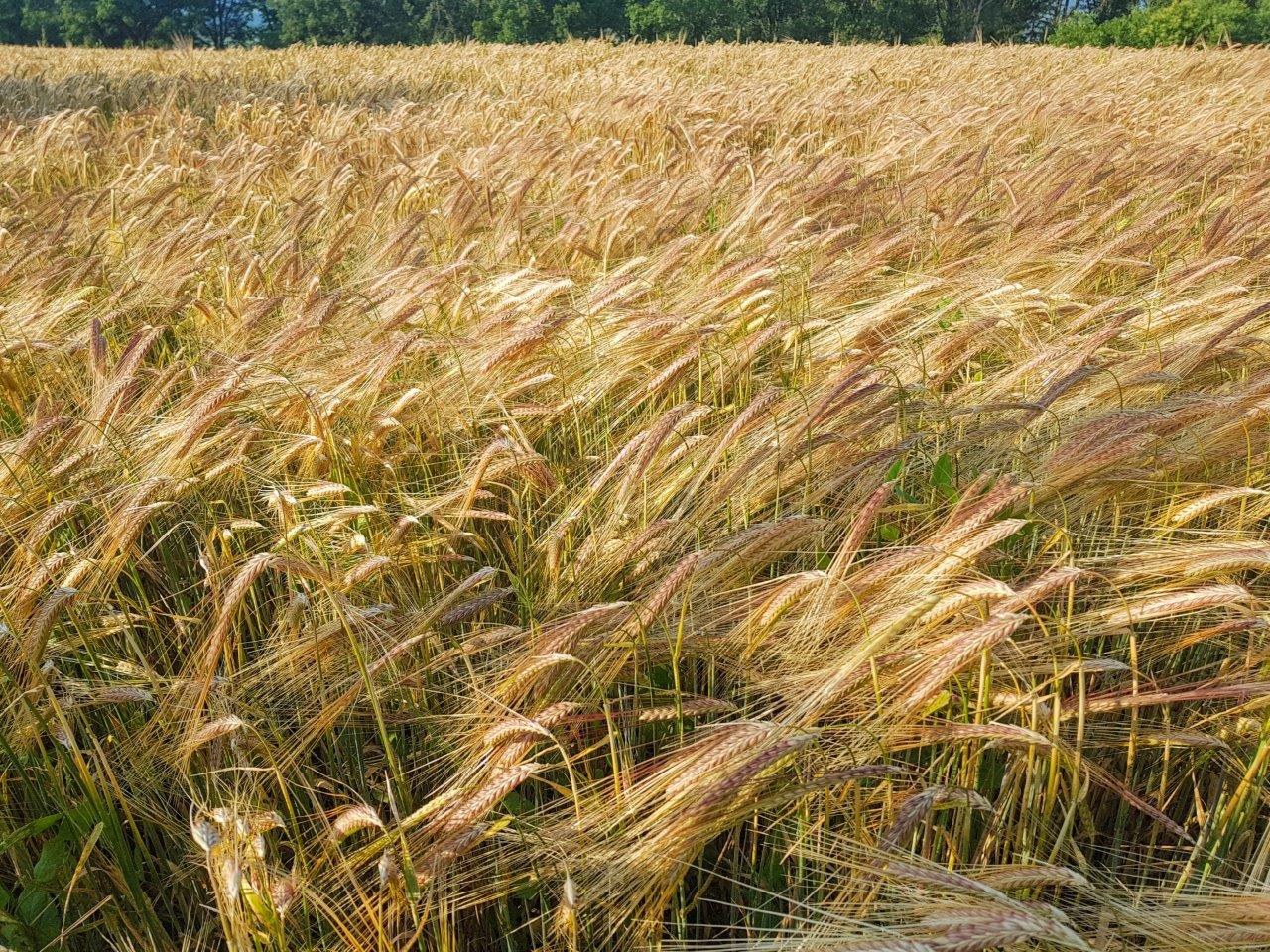 Campi di grano sentieri monte san pietro bologna