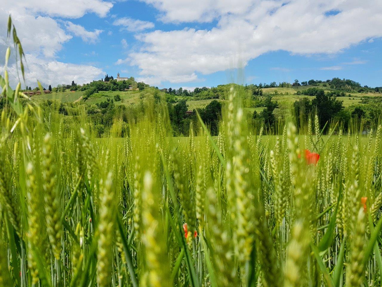 Fagnano, campo di grano verso Zappolino