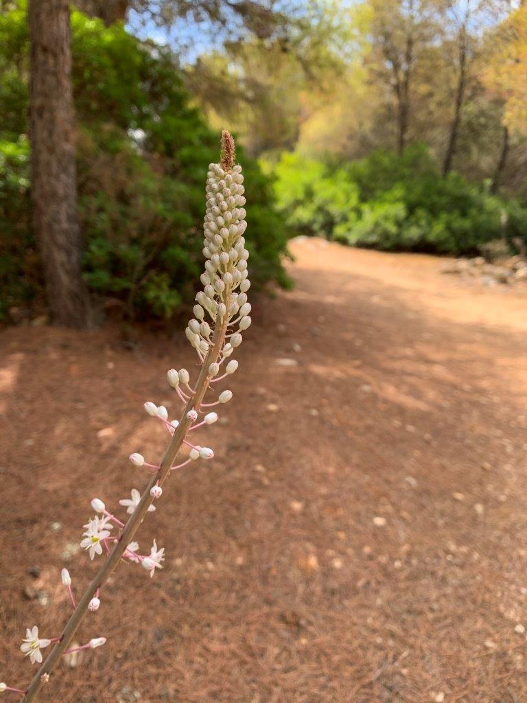 Fiori sul sentiero porto selvaggio