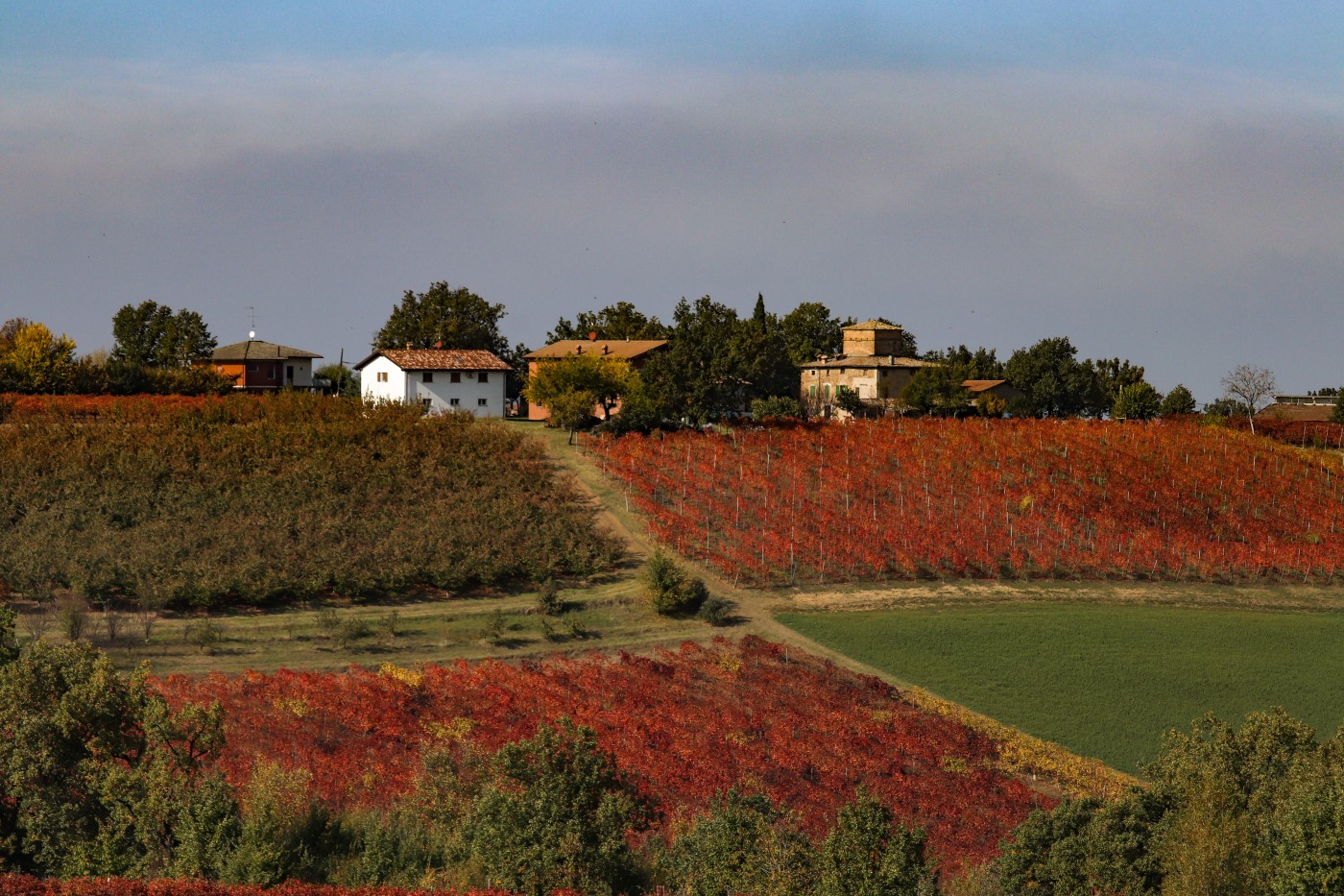 casolari vigne lambrusco castelvetro modena foliage viti