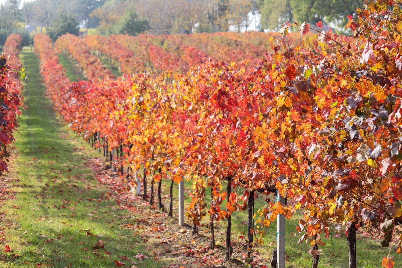 foliage autunnale nei filari dei vigneti del lambrusco castelvetro modena