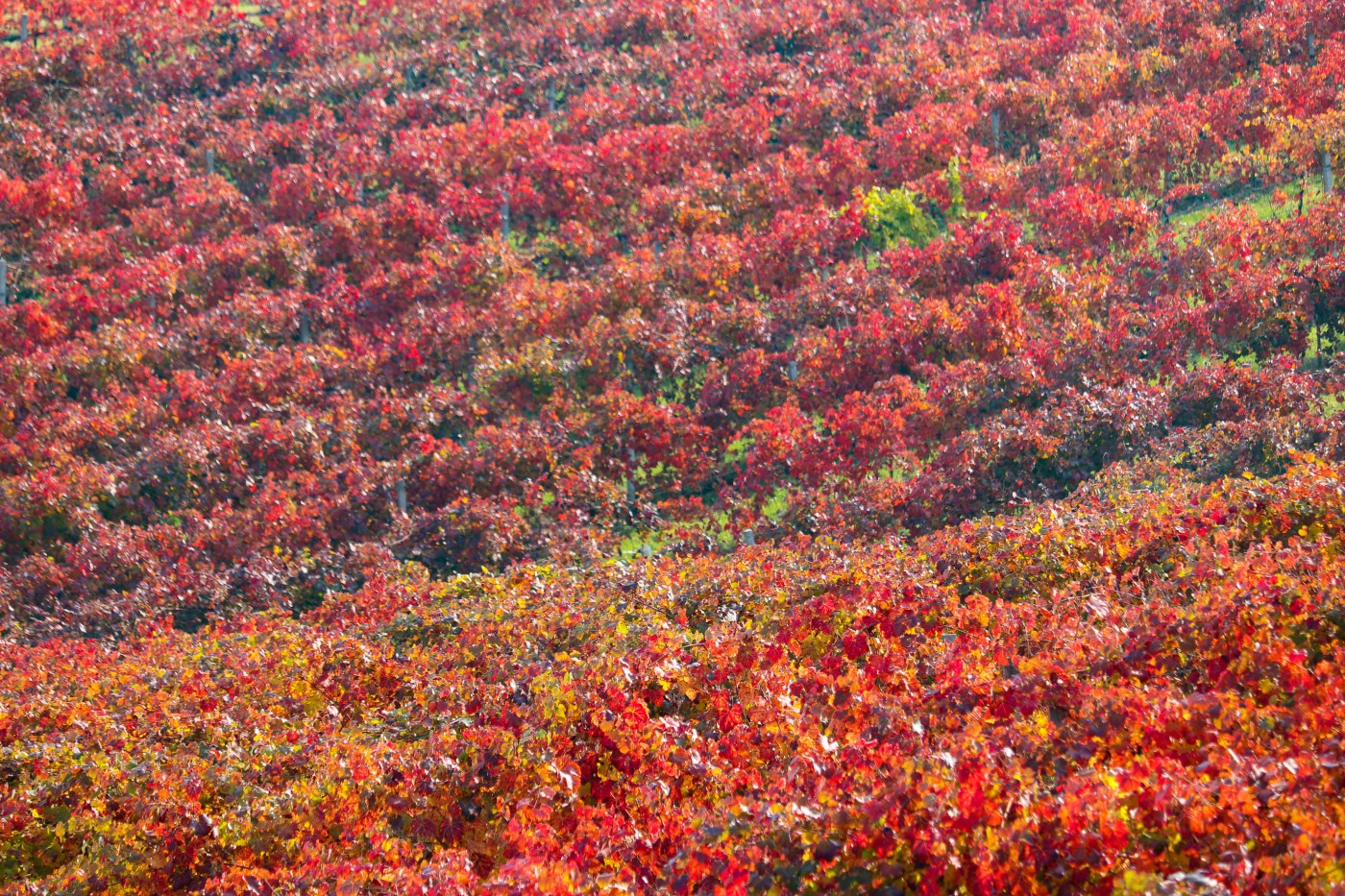 Foliage vigne castelvetro lambrusco