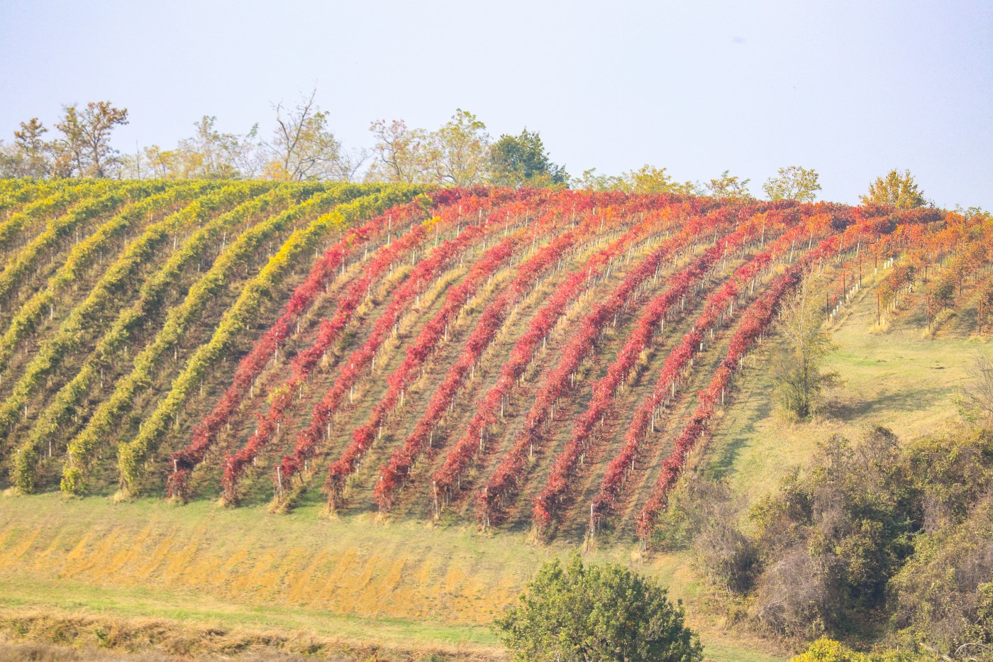 Colline foliage autunno vigne lambrusco modedense