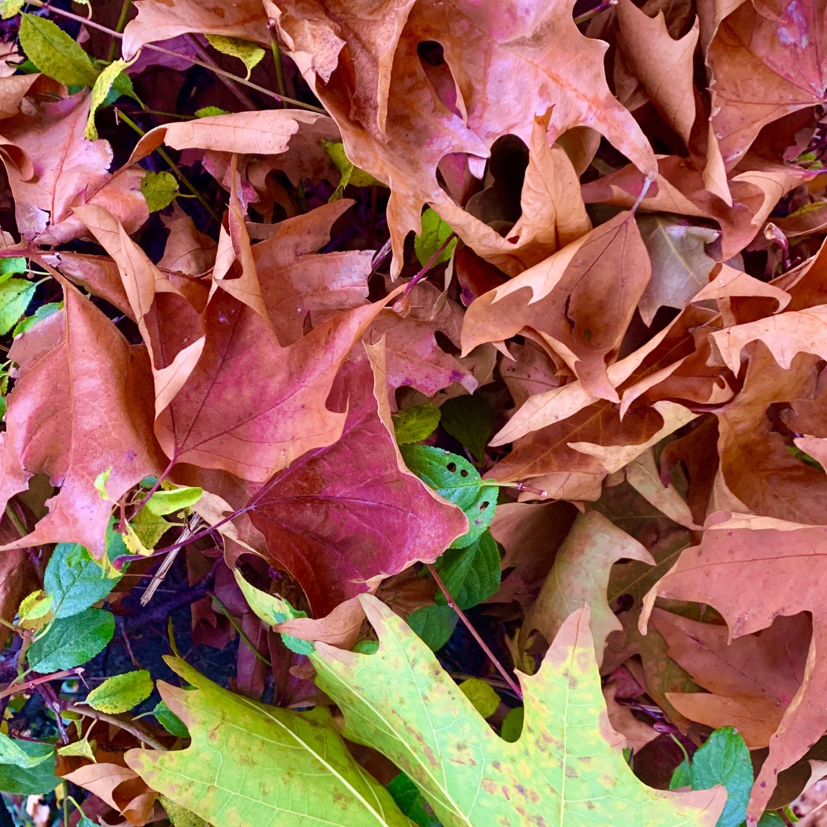 foliage autunnale collina