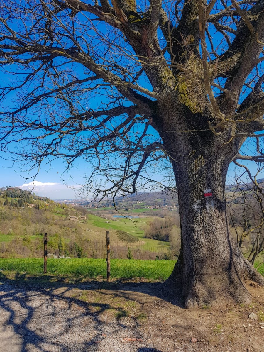 quercia lungo il sentiero colli bolognesi san lorenzo in collina