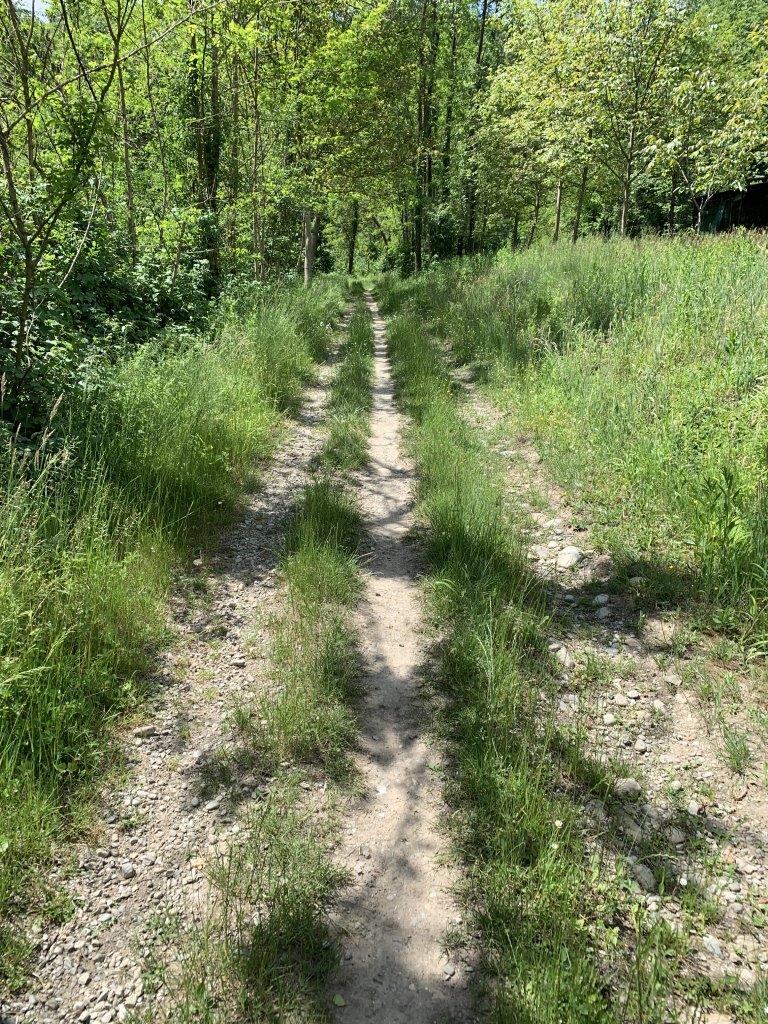 sentiero nel bosco