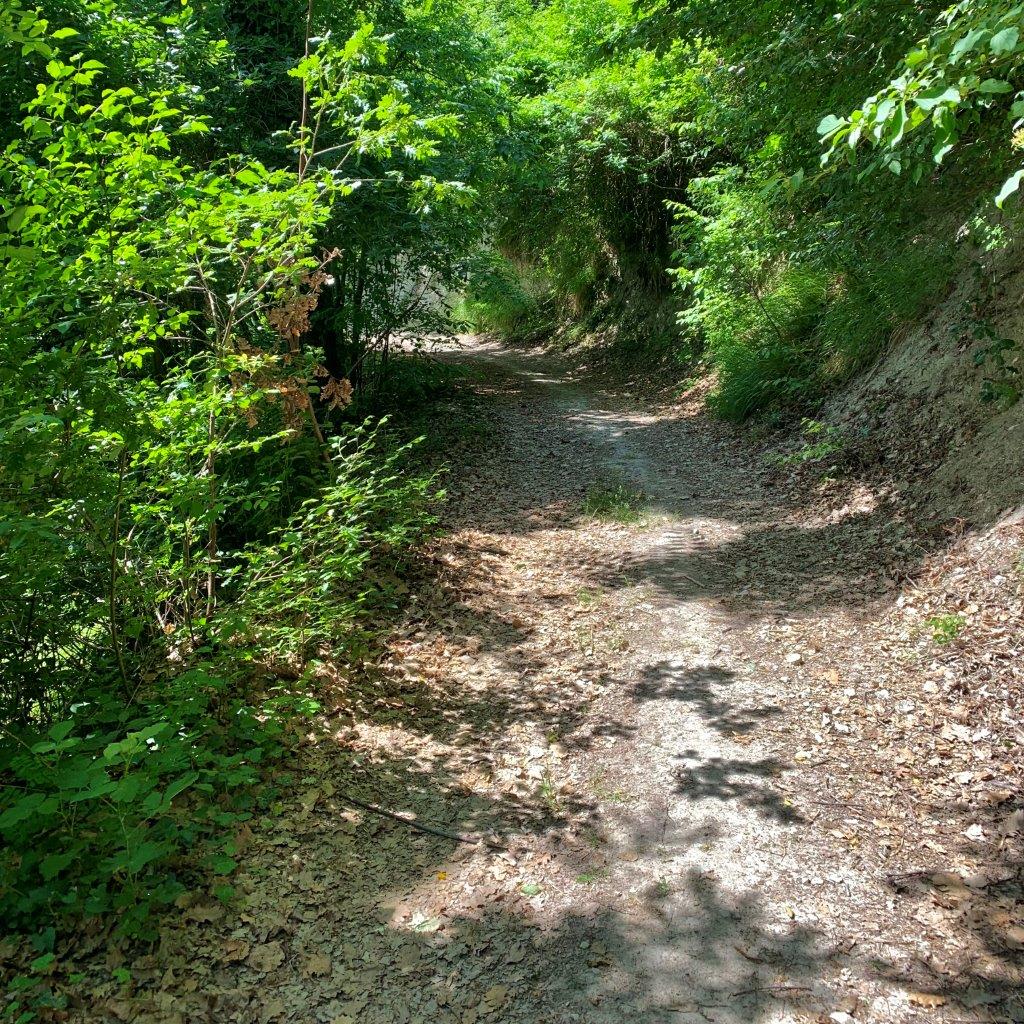 sentiero gravel bosco