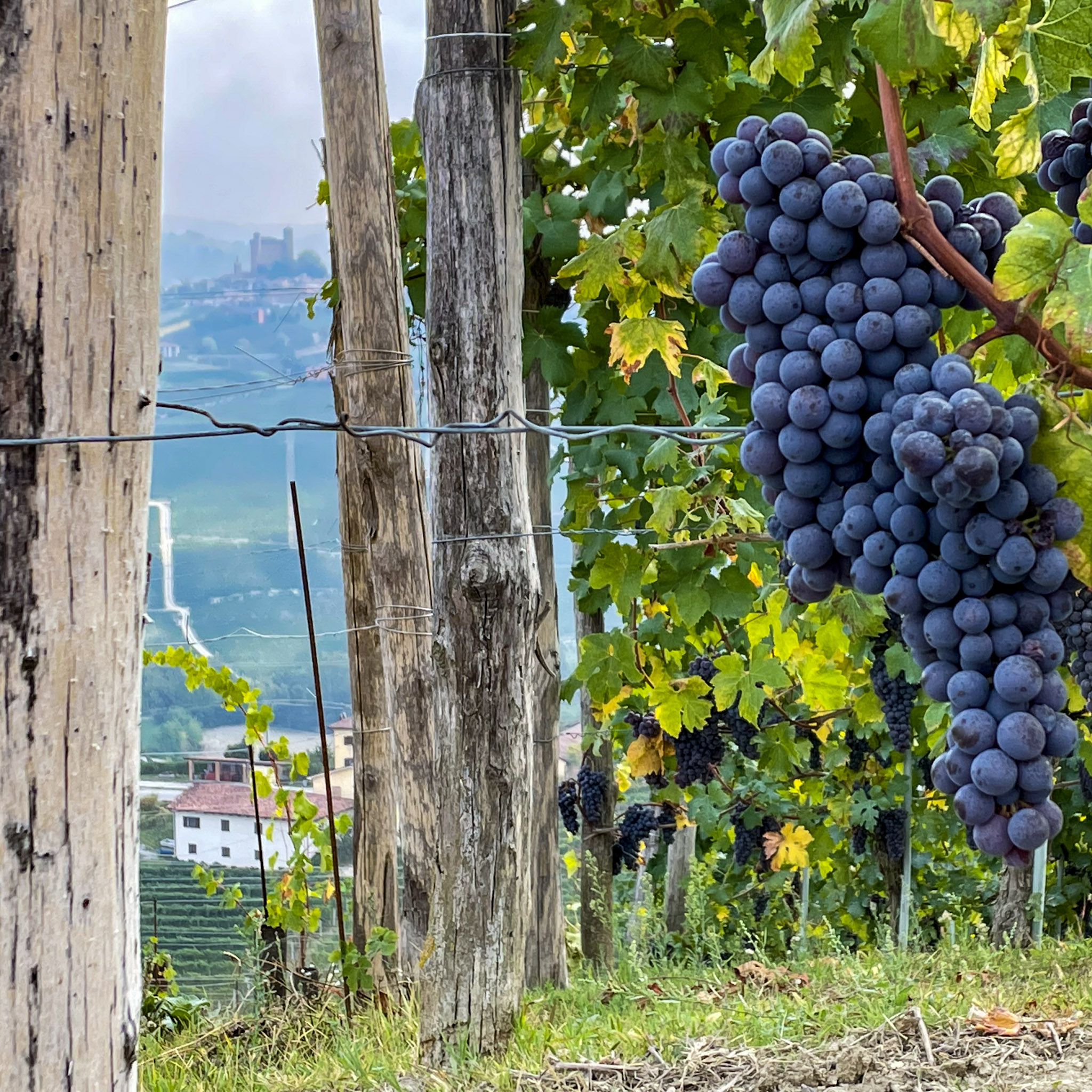 Uva nebbiolo, barbaresco, barolo storia Langhe