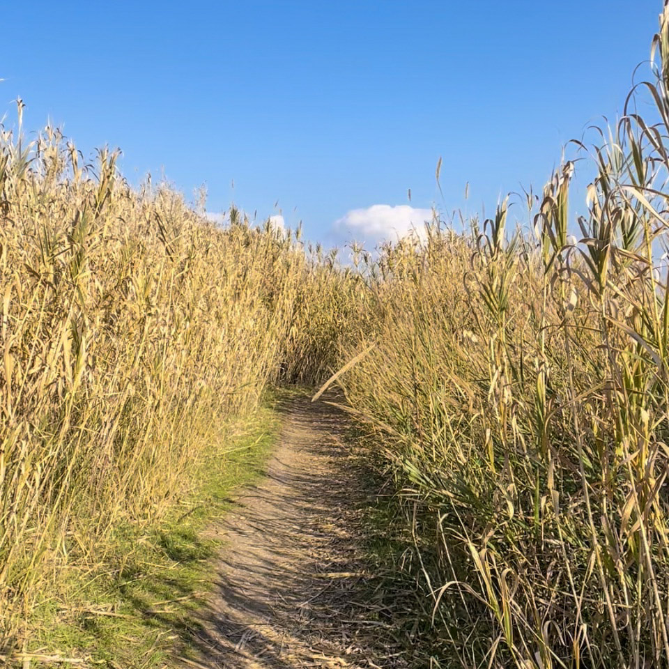 canneto roma ostia ciclabile sterrato single track